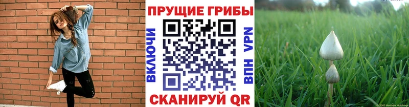 Псилоцибиновые грибы MAGIC MUSHROOMS  даркнет сайт  KRAKEN зеркало  Батайск 